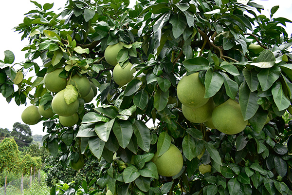 采摘柚子以后必须要管理柚子树，冬季管理方法，要点有哪些？